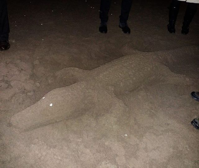 نگاره:  وقتی در ساحل دریای کاسپین #گاندو پیدا می‌کنیWhen you find a #crocodile on #Caspian beach!