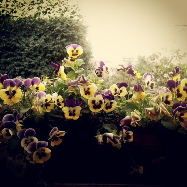 همراه‌نگاره:  بنفشه های پشت پنجره