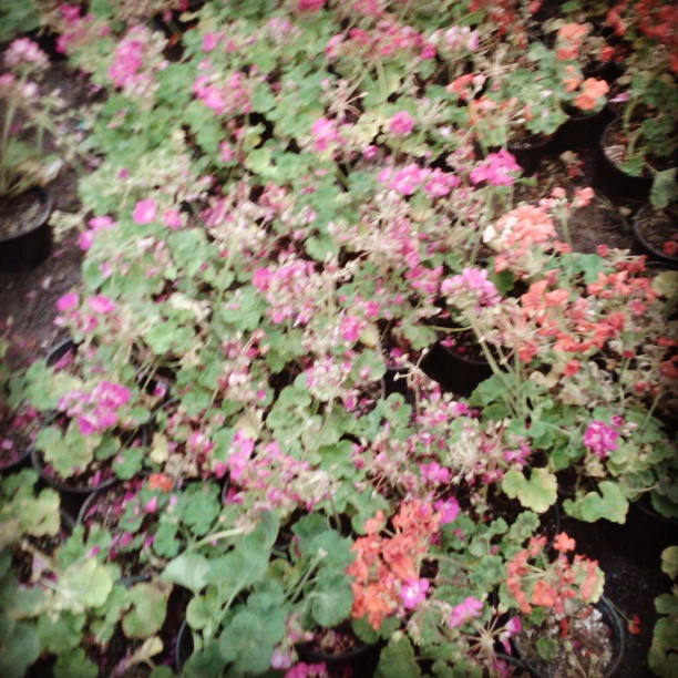 همراه‌نگاره:  نمایشگاه گل و گیاه تهران