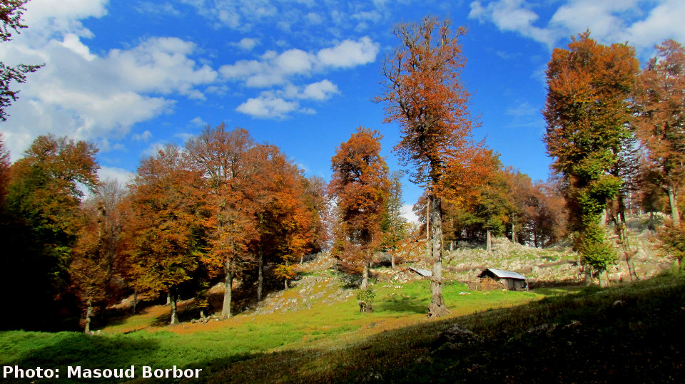 سفر به اعماق جنگل و مه و توفان: درفک