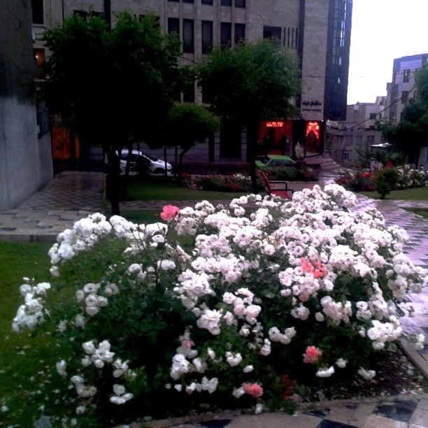 همراه‌نگاره:  گلهای گیشا