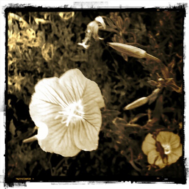 همراه‌نگاره:  بوستان