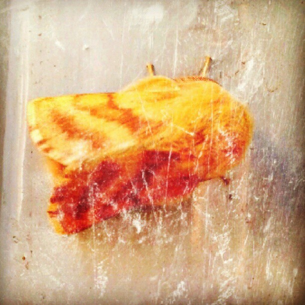 همراه‌نگاره:  شاپرک