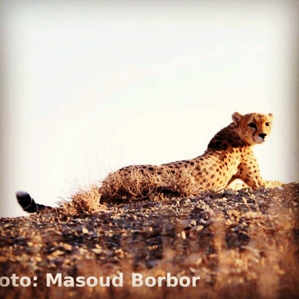 یوزپلنگ ایرانی در راه جام جهانی: بگذاریم ایرانیان نماد مهربانی به زمین باشند