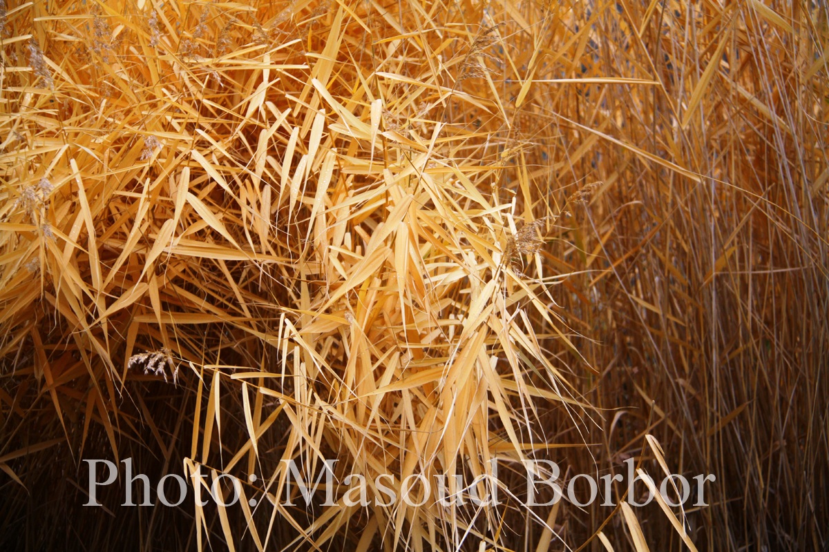 این برگهای خیس پاییزی