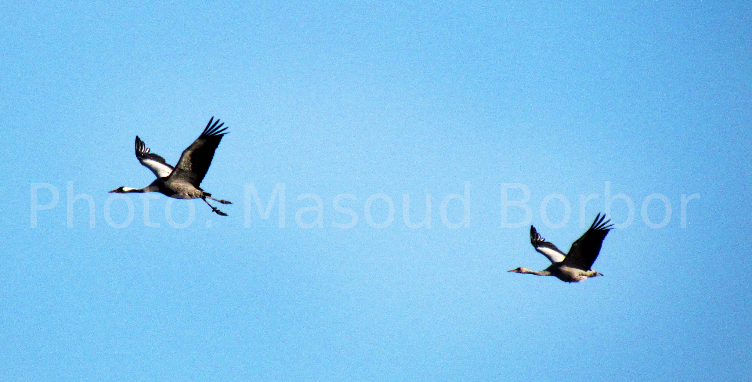 به تماشای درنا