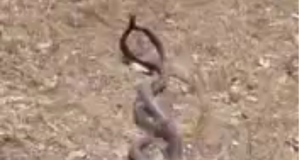 افسون رقص دو مار و … انسانم آرزوست