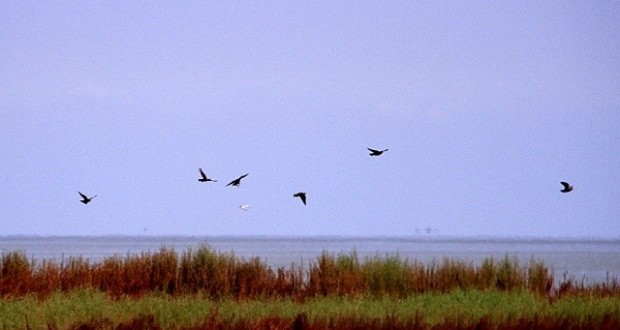 همراه‌نگاره:  بندر گز