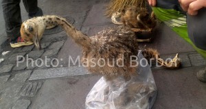 جوجه شترمرغ خشک شده: فروشی