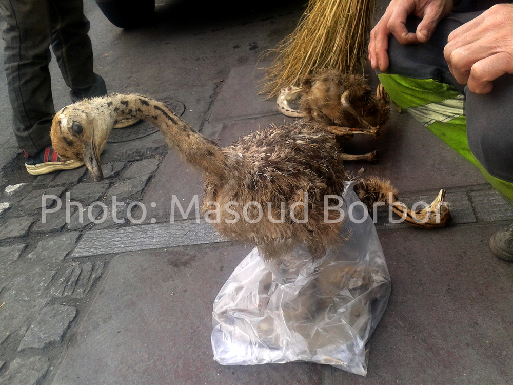 ostrich - شترمرغ