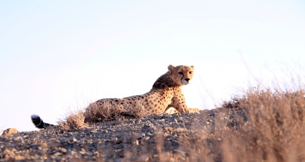 بیمه‌نامه عمر و مسئولیت برای یوزپلنگ ایرانی