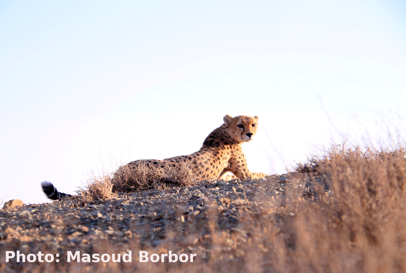 یوزپلنگ ایرانی - Asiatic Cheetah
