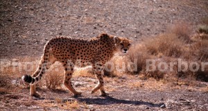به محمدعلی اینانلو: خشم و هیاهوی فاکنر را من نوشته‌ام