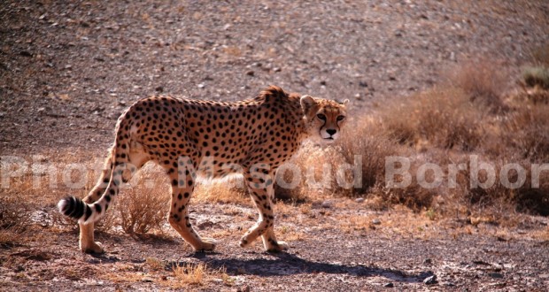 به محمدعلی اینانلو: خشم و هیاهوی فاکنر را من نوشته‌ام