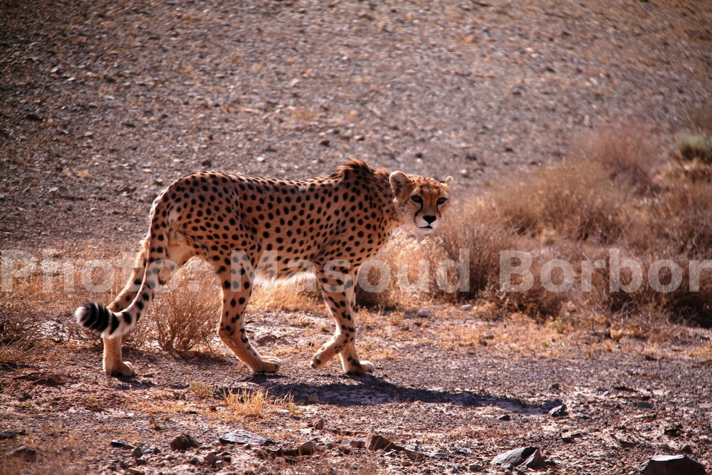 Asiatic Cheetah - Photo by Masoud Borbor / Iran