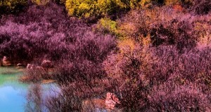 نگاره:  شیمبار