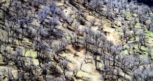 هجوم پروژه‌های عمرانی مخرب به زاگرس: محیط زیست چهارمحال و بختیاری بر سر دوراهی است