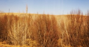 نگاره:  Lines of a beginning winter