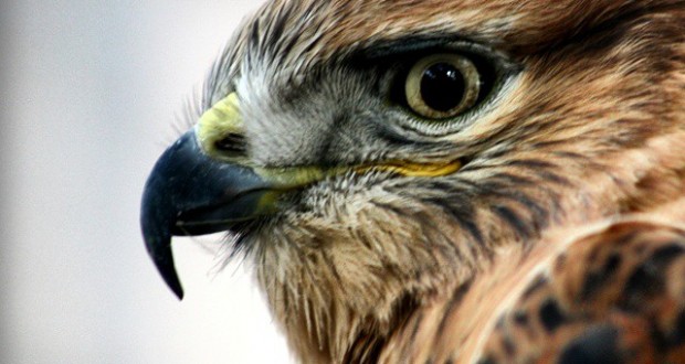 نگاره:  سارگپه