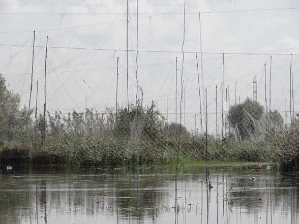 پرندگان قاچاق در باغ پرندگان