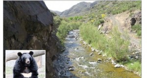 معدن‌کاران در کمین خرس سیاه آسیایی