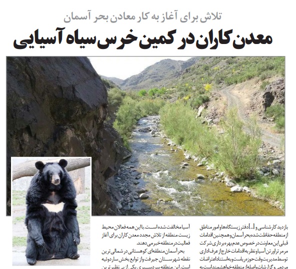 معدن‌کاران در کمین خرس سیاه آسیایی