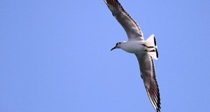 نگاره:  Flying above you…