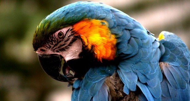 نگاره:  طوطی