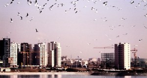 نگاره:  بر آسمان شهر نشان پرندگان…