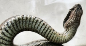 افعی البرزی