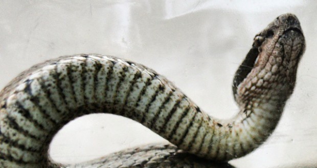 افعی البرزی