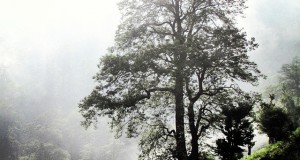 نگاره:  اما درخت‌ها همه قامت کشیده‌انددر انتظار وقت اذان پرندگان