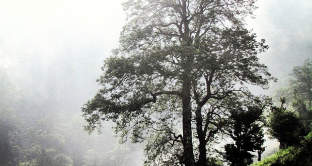 نگاره:  اما درخت‌ها همه قامت کشیده‌انددر انتظار وقت اذان پرندگان