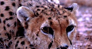 نگاره:  کوشکی