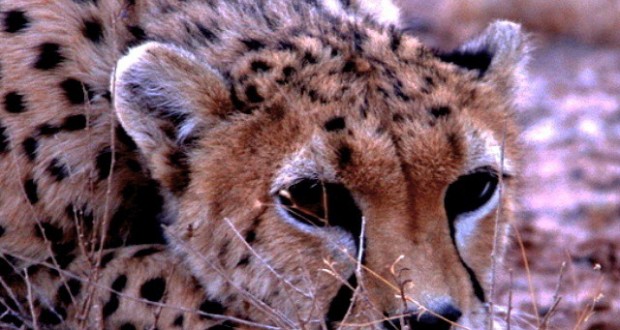 نگاره:  کوشکی