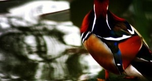 نگاره:  خوش آب و رنگ