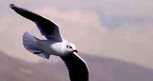 نگاره:  مهاجران