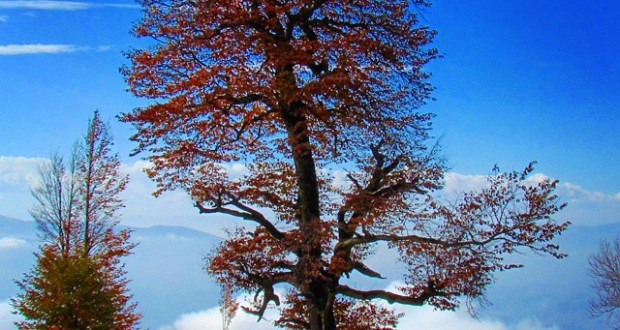 نگاره:  درخت جِیرونی