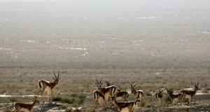 نگاره: آهوان میرزابایلو