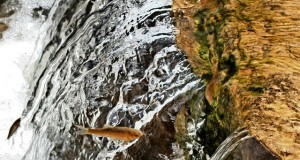 نگاره:  می‌پریدند٬ صدهابار٬ و دوباره می‌پریدند… هر کسی کو دور ماند از اصل خویش راشنیده بودم اما راستش هنوز ندیده بودم