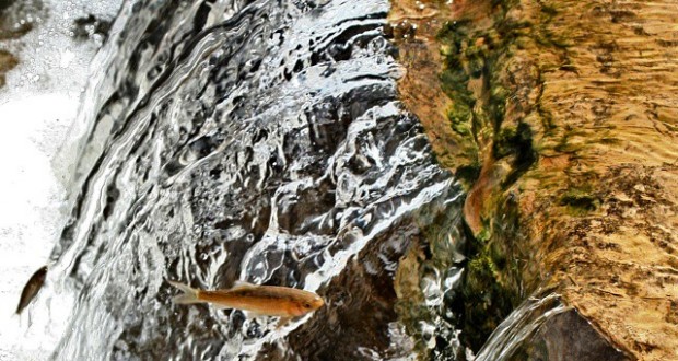 نگاره:  می‌پریدند٬ صدهابار٬ و دوباره می‌پریدند… هر کسی کو دور ماند از اصل خویش راشنیده بودم اما راستش هنوز ندیده بودم