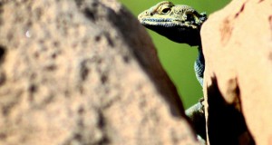 نگاره:  حالا حالاها از سفر نوروزی #اندیکا #خوزستان عکس دارم و یکیش هم از جناب #آگاما در روستای قلعه بردی