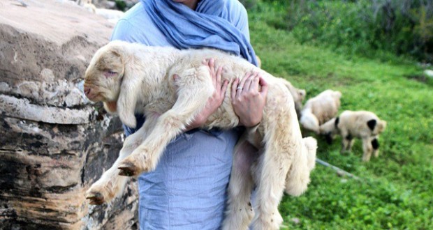 نگاره:  به بره هم باید حسودی کنیم! با گله ایلیاتی ها در روستای قلعه بردی اندیکا خوزستان