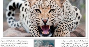 کشتار پلنگ ها، هشدار به آدم‌ها