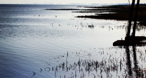 نگاره:  آب پایه‌های برج دیده‌بانی تالاب را پاشویه می‌کرد…