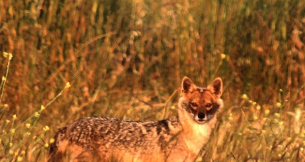 نگاره:  شغال میانکاله