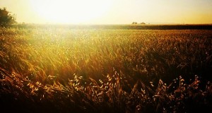 نگاره:  زرند