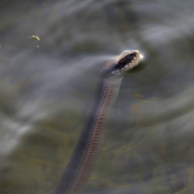 نگاره:  چشم‌هایش