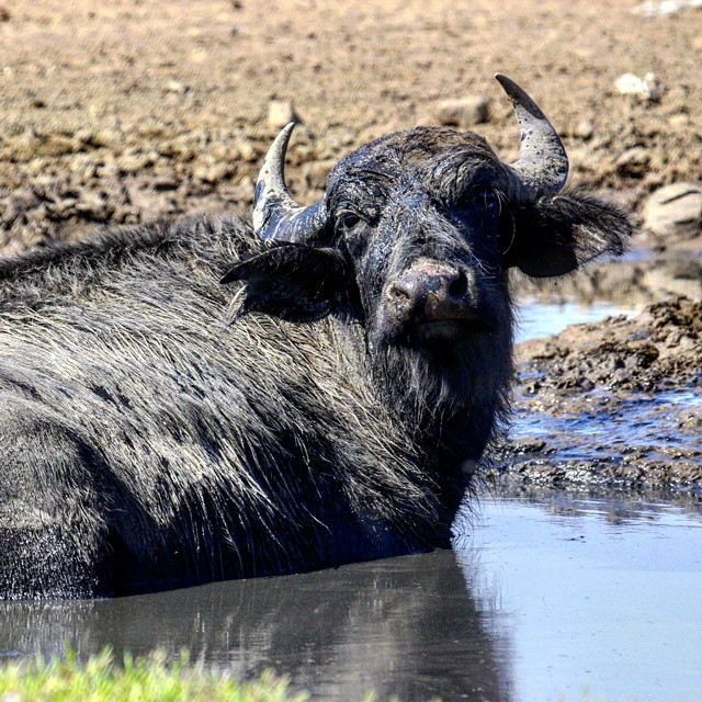 نگاره:  گاومیش میانکاله