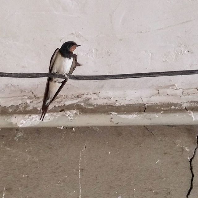 نگاره:  پرستوی گوشه بازار لنگرود